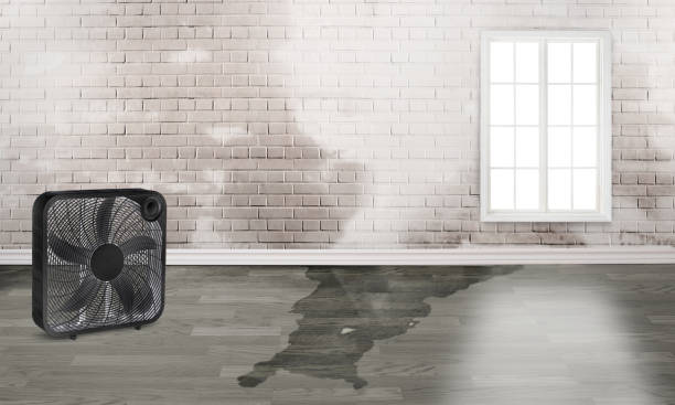 Best Ceiling water damage repair  in Olathe, KS